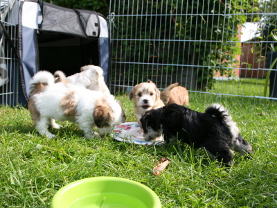 Bichon Havanais hvalpe hos Kennel Miki Nanoq